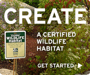 Create a certified wildlife habitat today